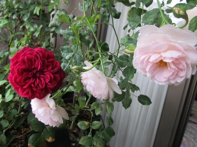梅雨空に赤。ハイビスカスとバラの2番花。