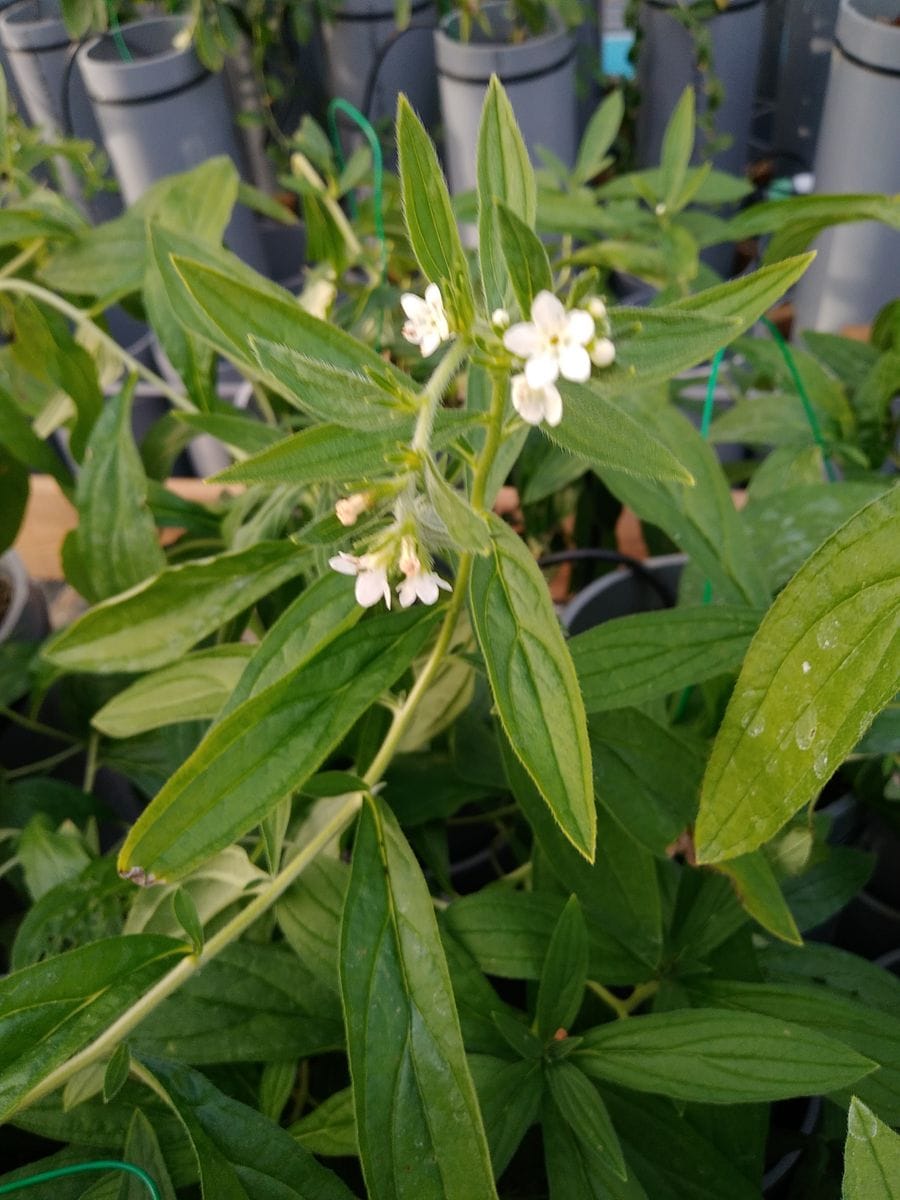 ニホンムラサキの花！