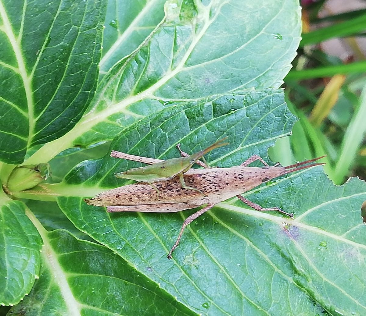 11/20朝の昆虫たち🐛🦗