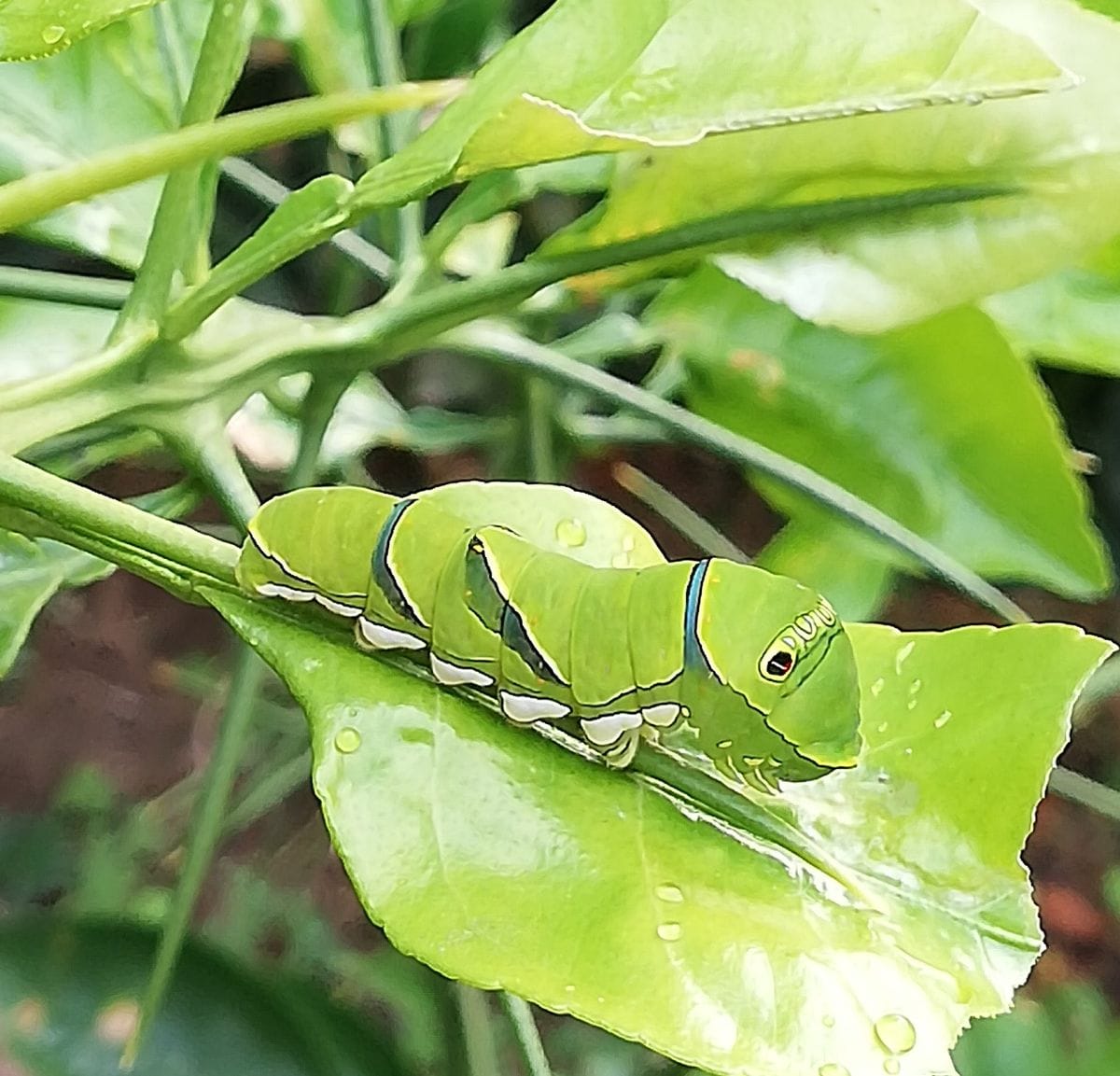 11/20朝の昆虫たち🐛🦗