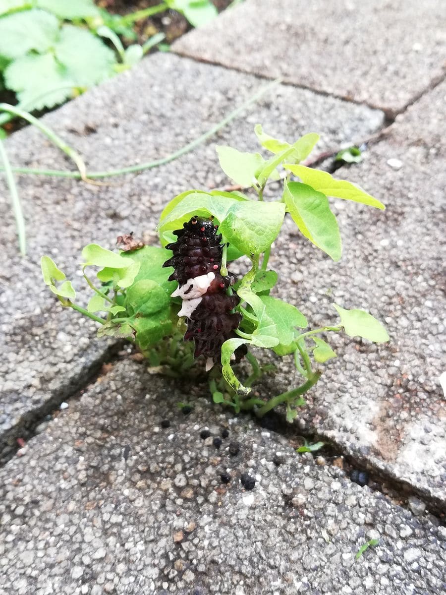 11/20朝の昆虫たち🐛🦗