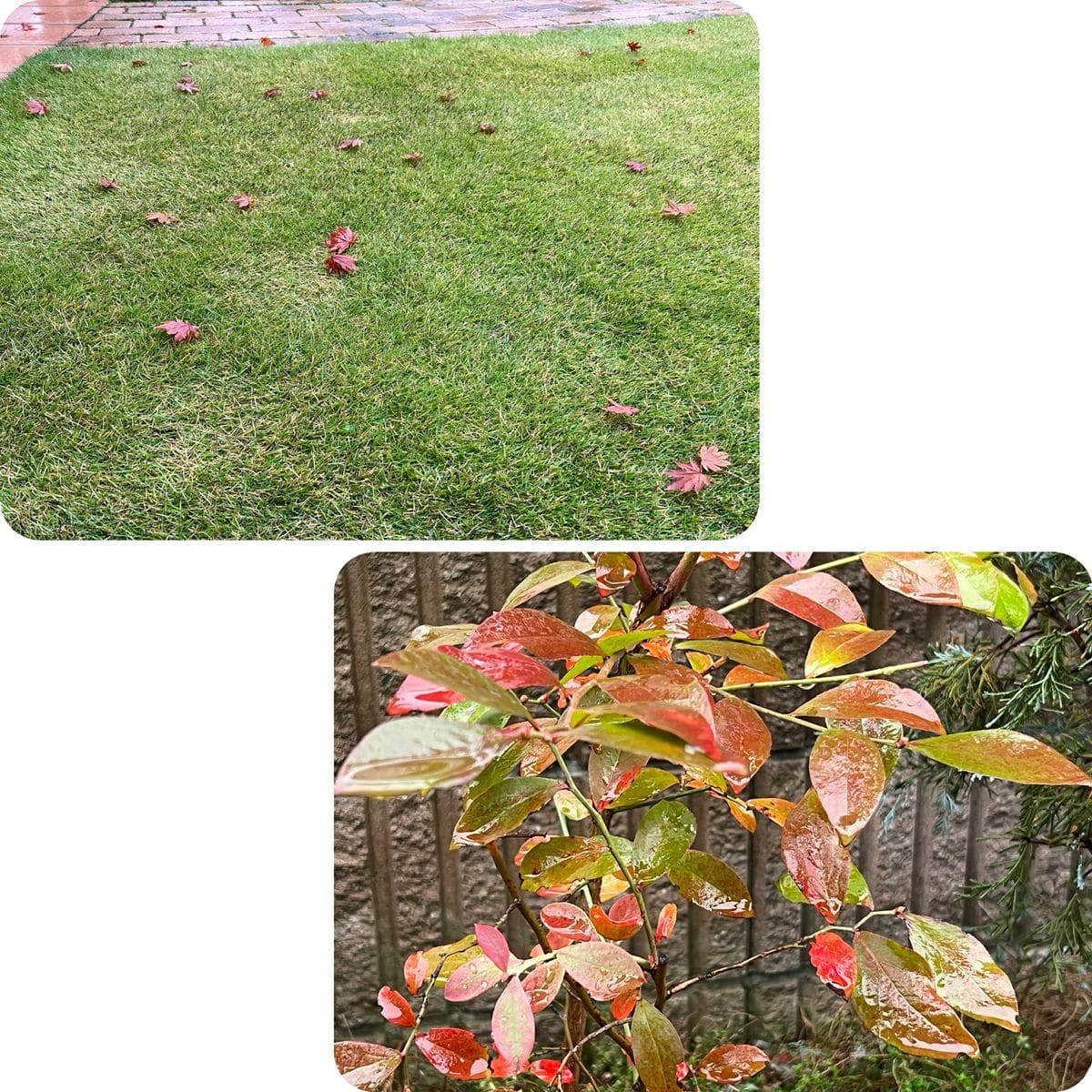 冬の訪れを感じる雨の朝の庭から🍂🍁☺️