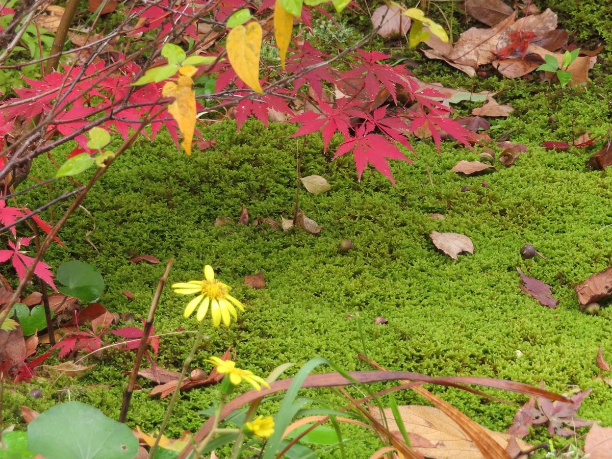 我が家の紅葉だより②