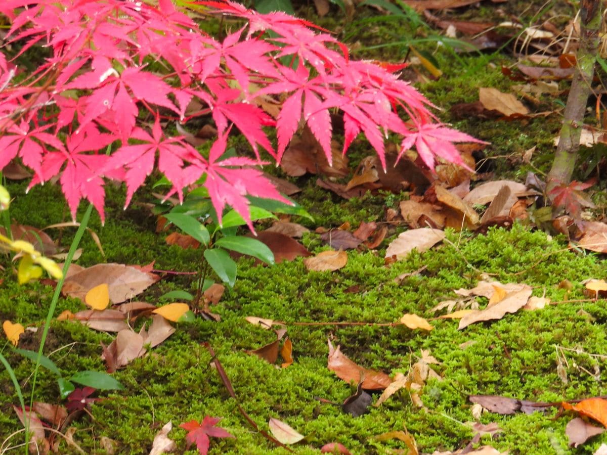 我が家の紅葉だより②