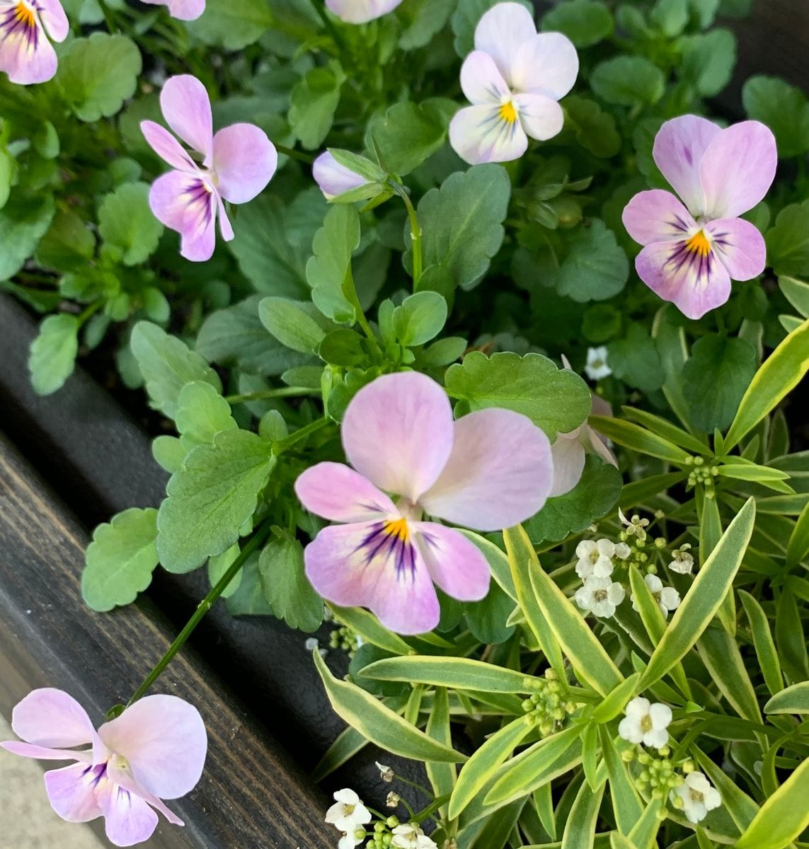 今日の花