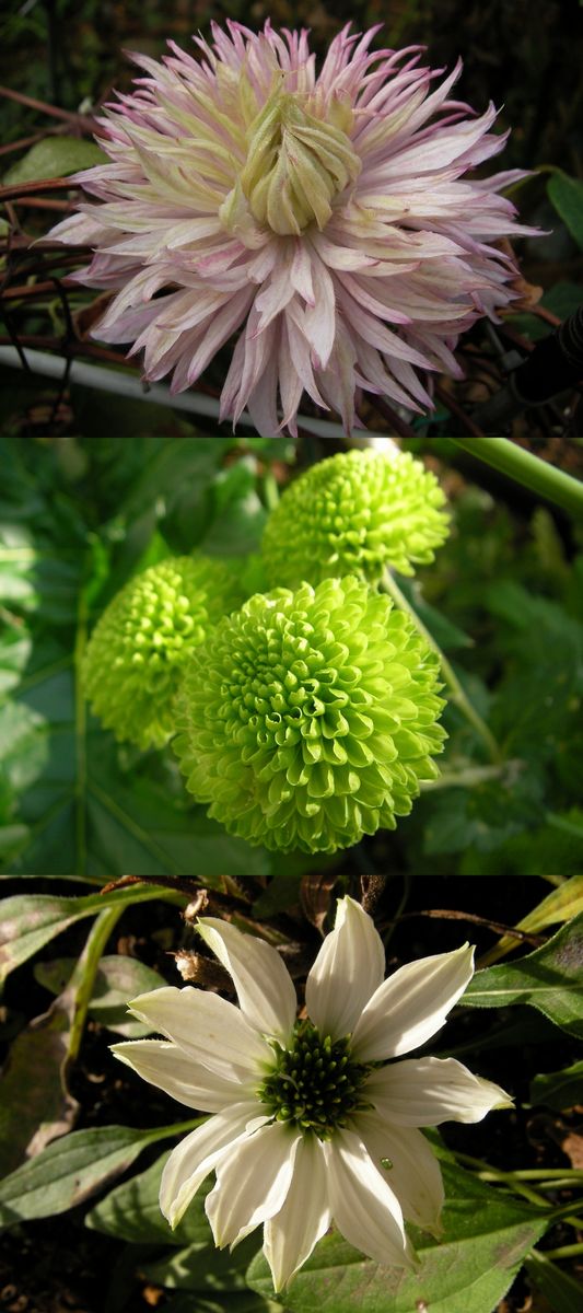 終わる花これからの花