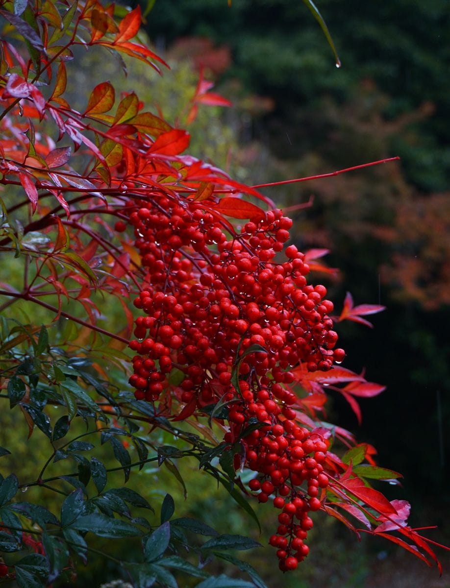 11月もう下旬ではないですかฅ(º ﾛ º ฅ)