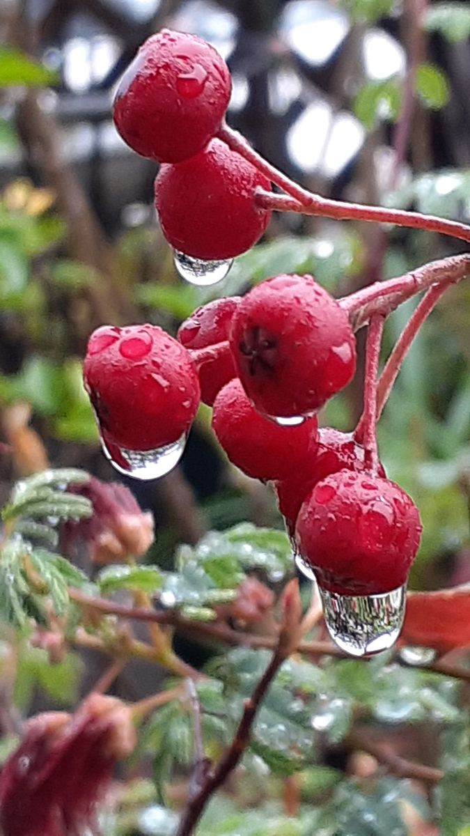 ふくおかルーバルガーデン7初冬🍁🍂🍁の庭たより…もみじ🍁散らしの雨💦になりました～💕