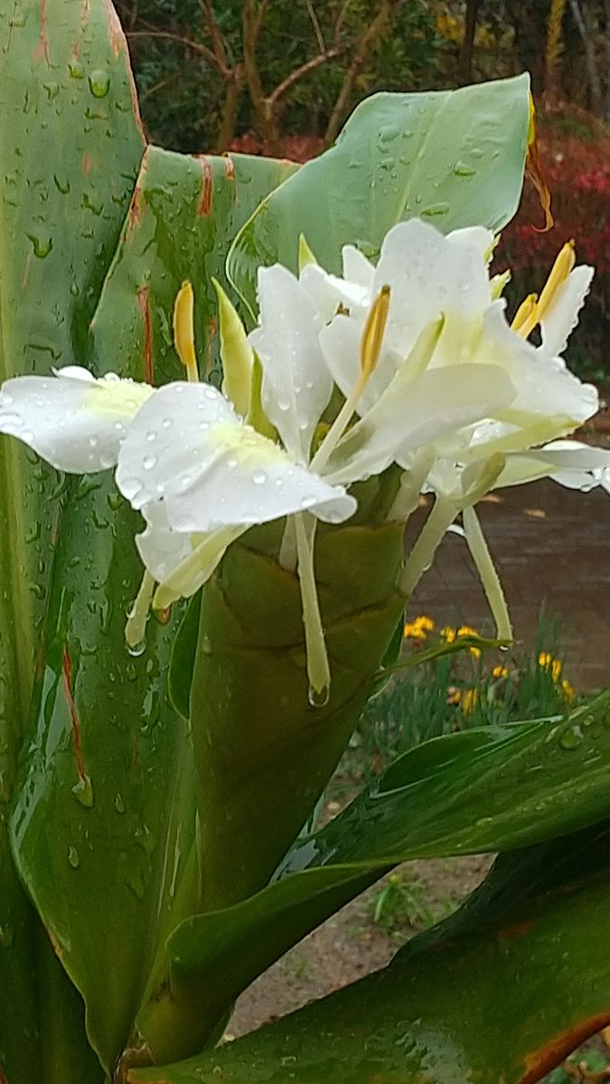 雨の中で