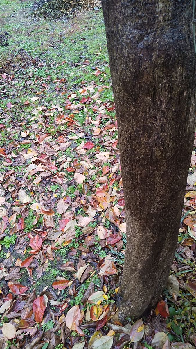 落ち葉🍂の季節ですね(^_^;)