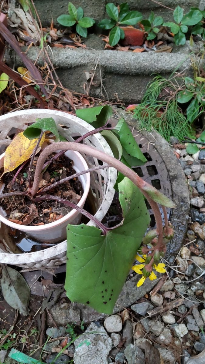 ツワブキの花が咲いて。