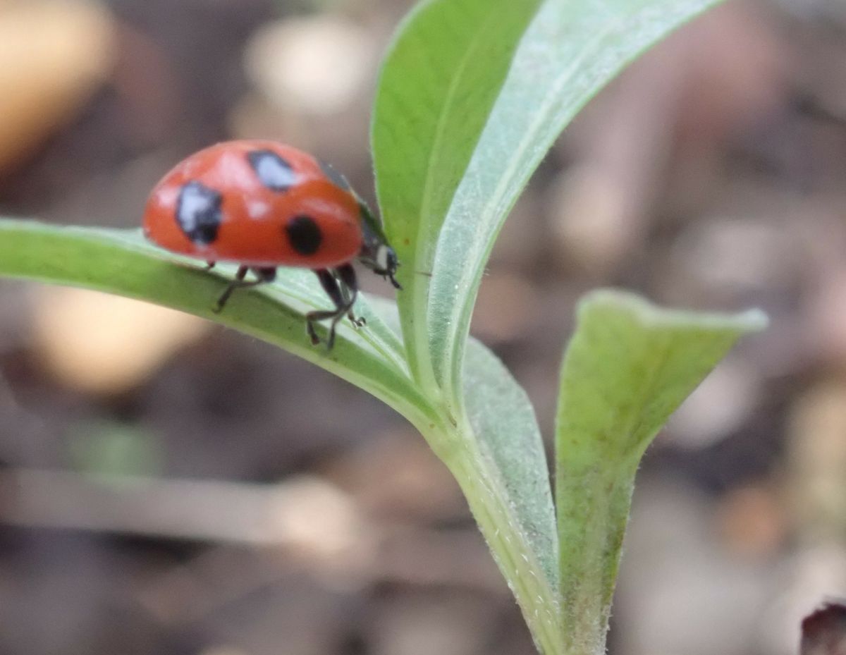 生き物🐞のすみか