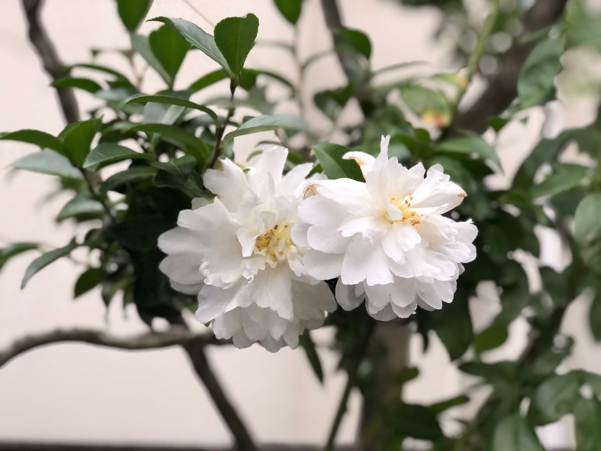 今年最後の薔薇、白い山茶花