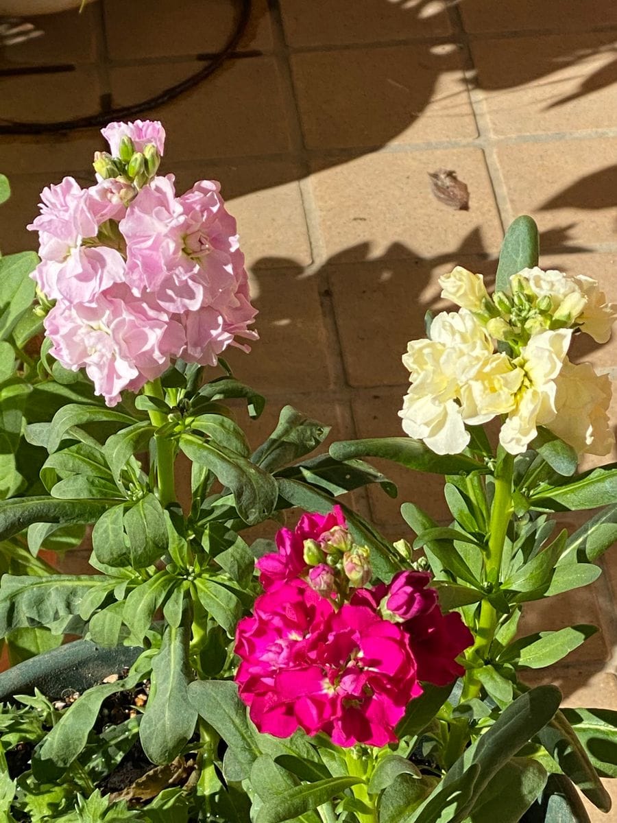 今日の花たち