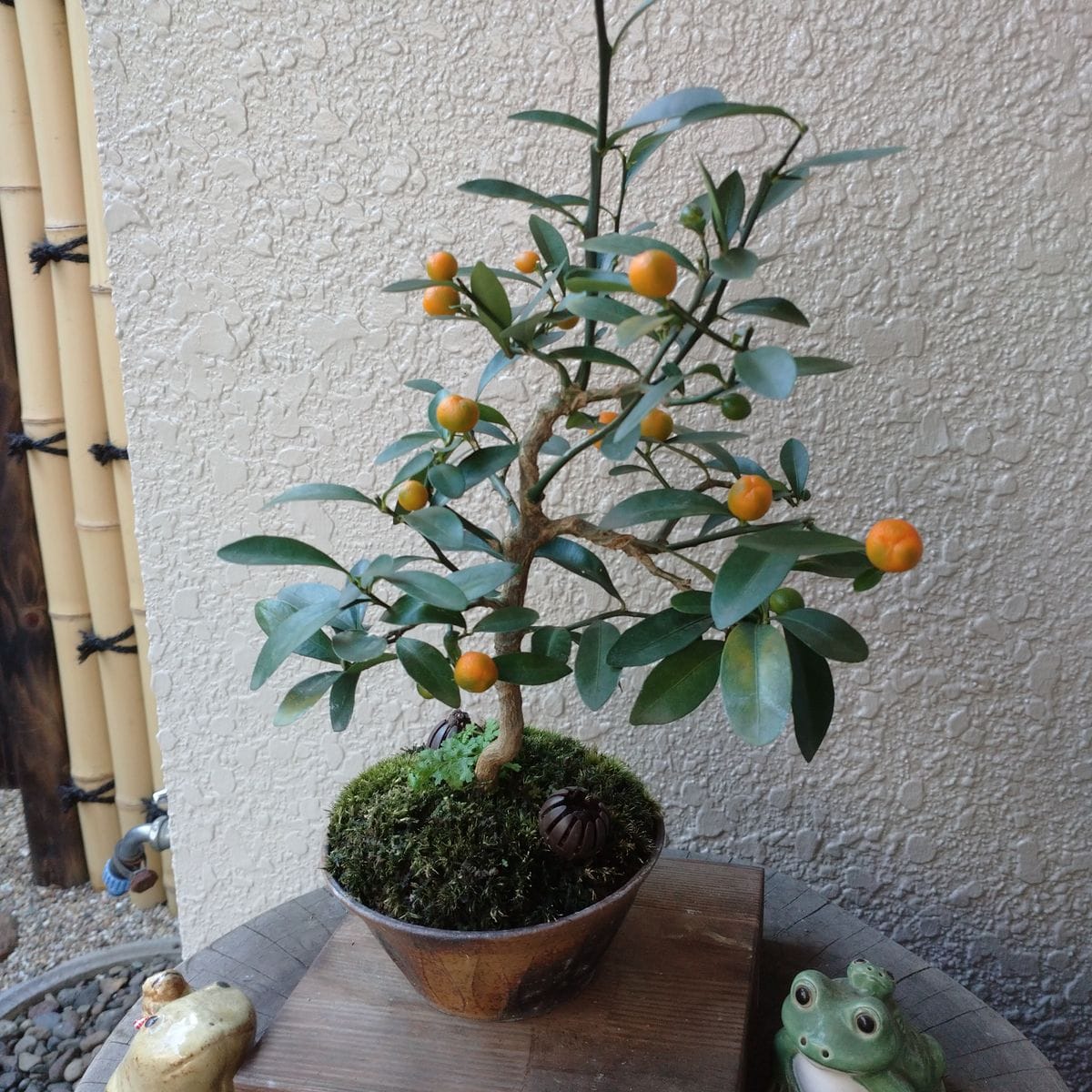 キンズ(金豆)・トウカエデ盆栽とサザンカ
