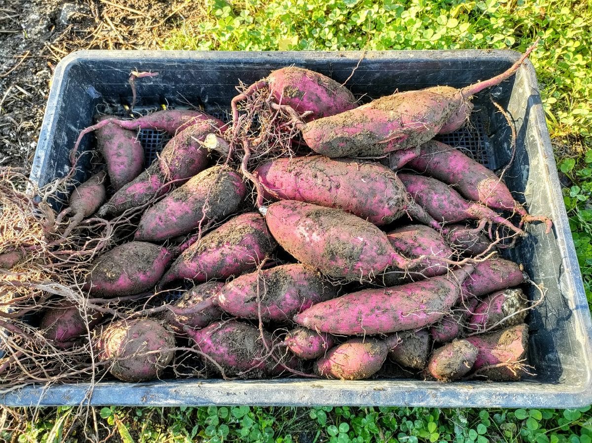 残念な芋掘り🍠