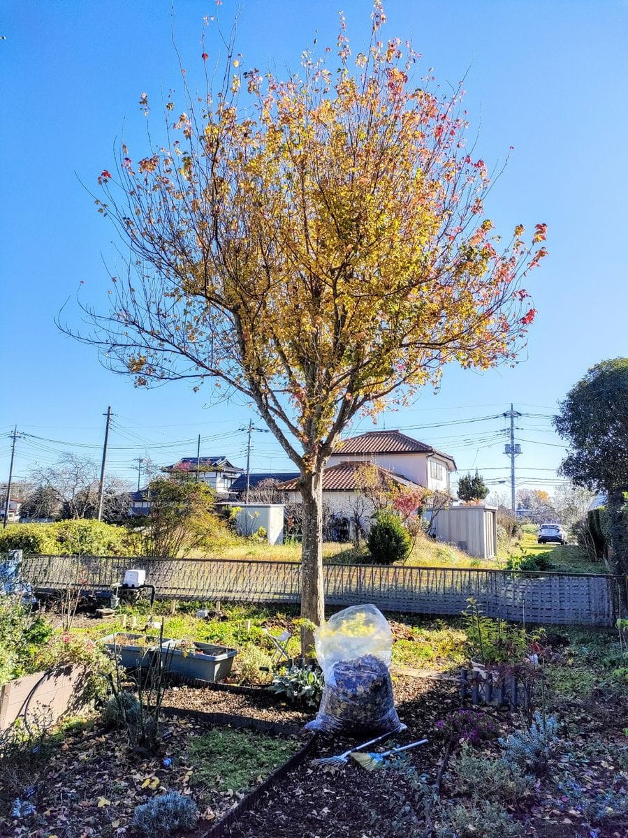 残念な芋掘り🍠