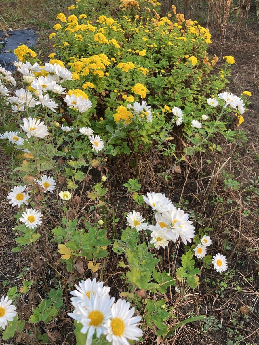 小菊とエリゲロン🌸