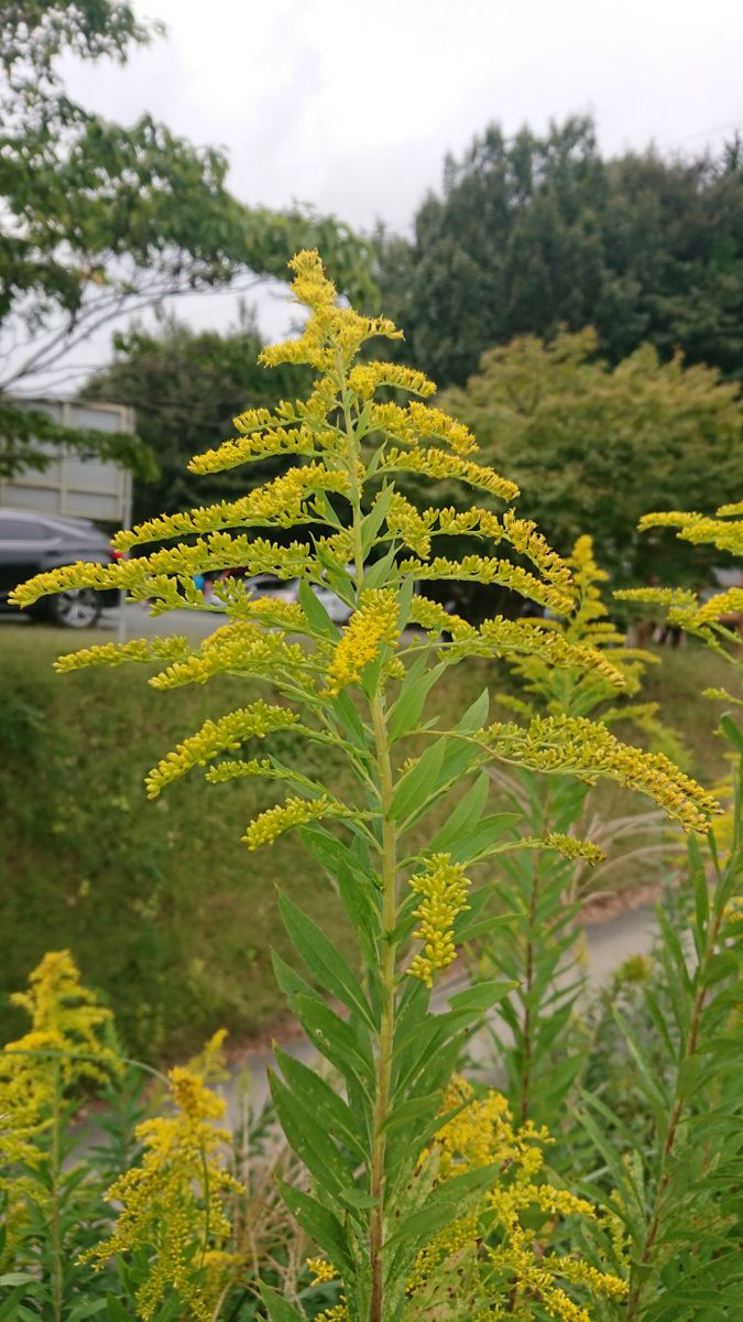 "再ブレイク中"のエリート植物🌾🐝