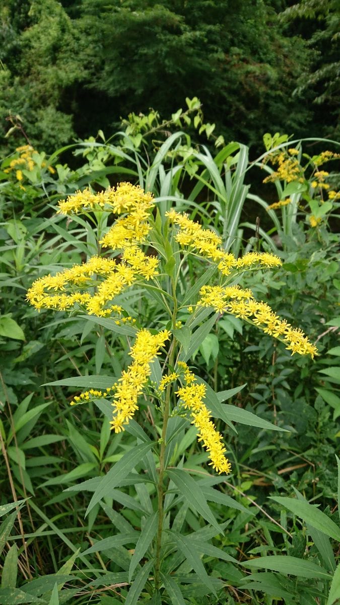 "再ブレイク中"のエリート植物🌾🐝