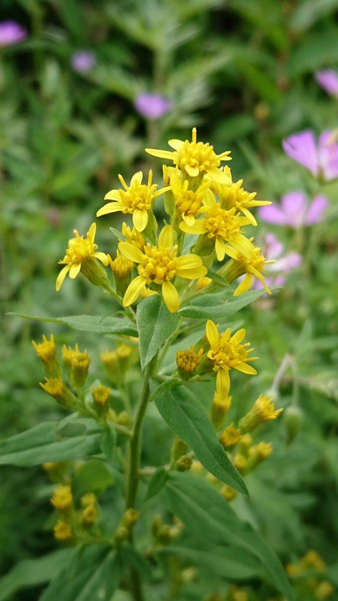 "再ブレイク中"のエリート植物🌾🐝