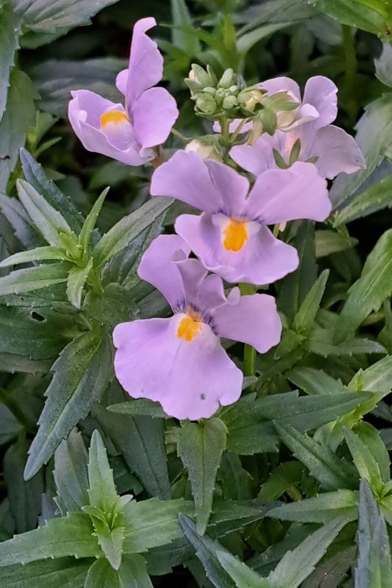 我が家の庭の花