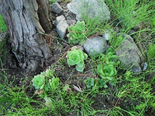 地植えのススメ　……？