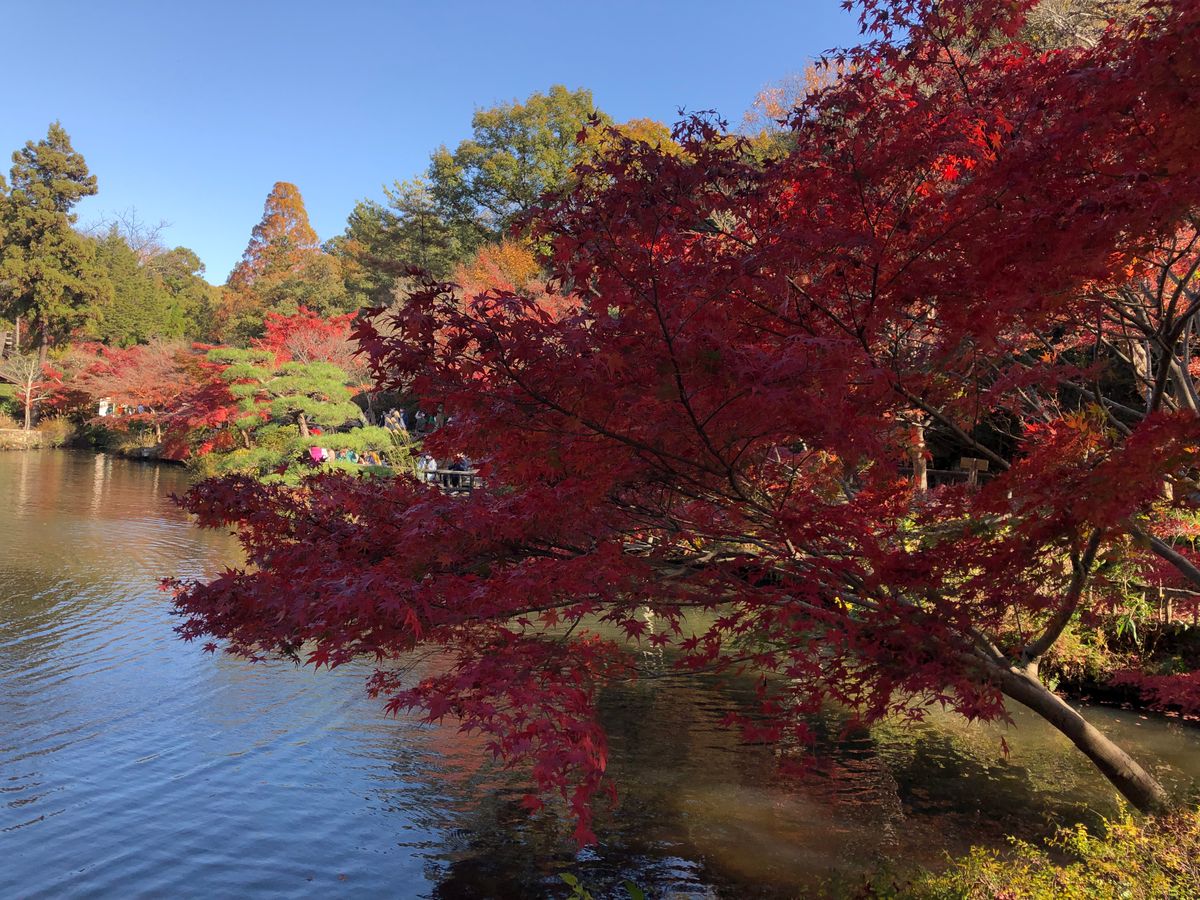 紅葉狩り🍁