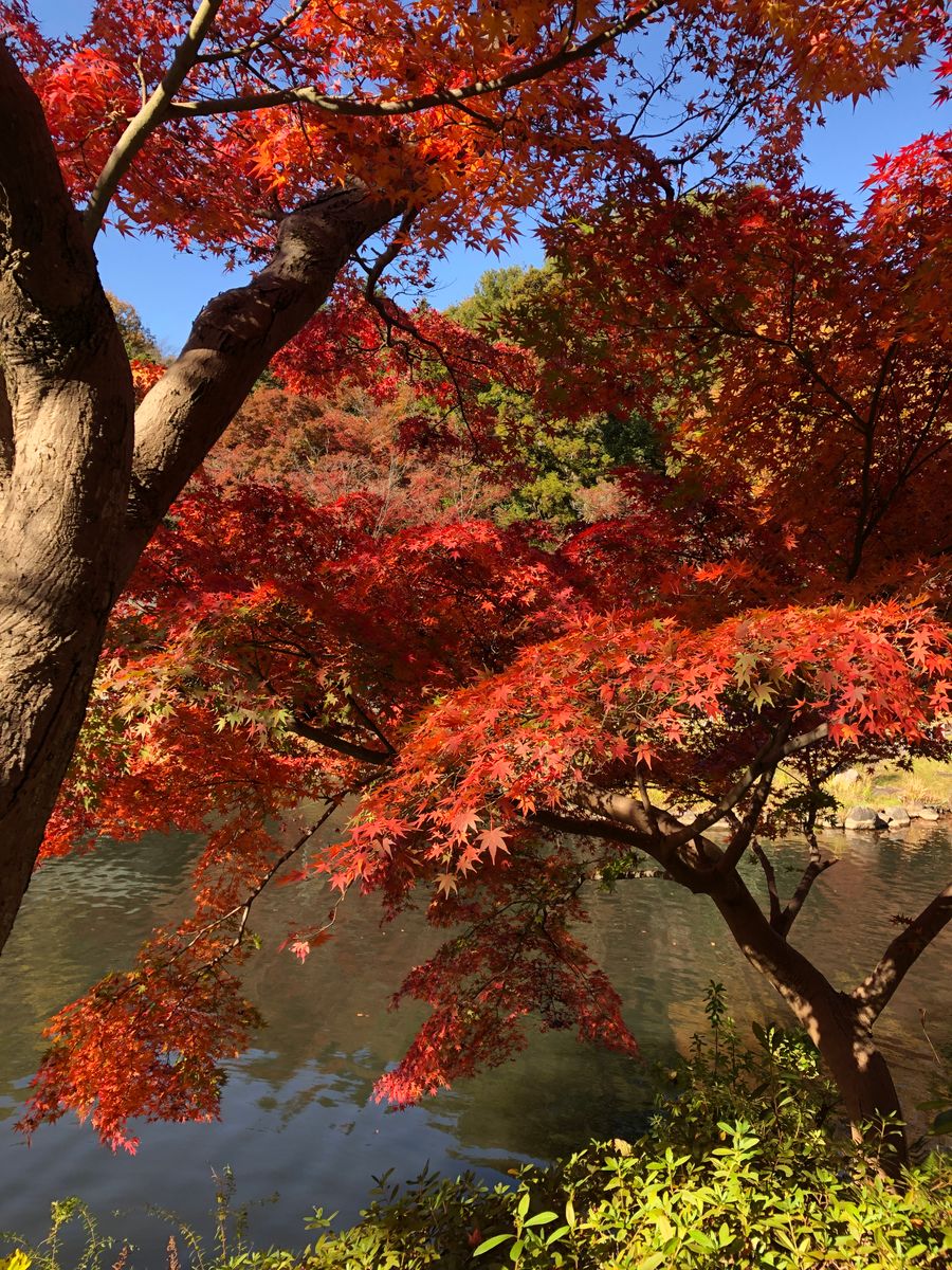 紅葉狩り🍁