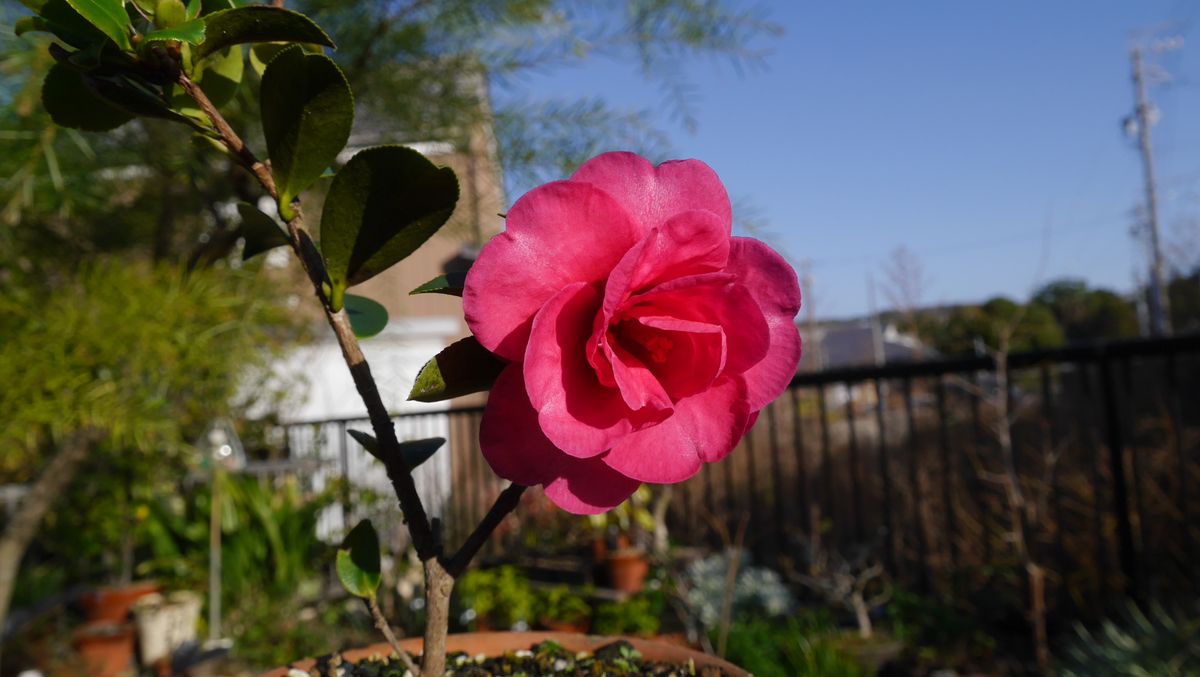 山茶花の花が似合う季節