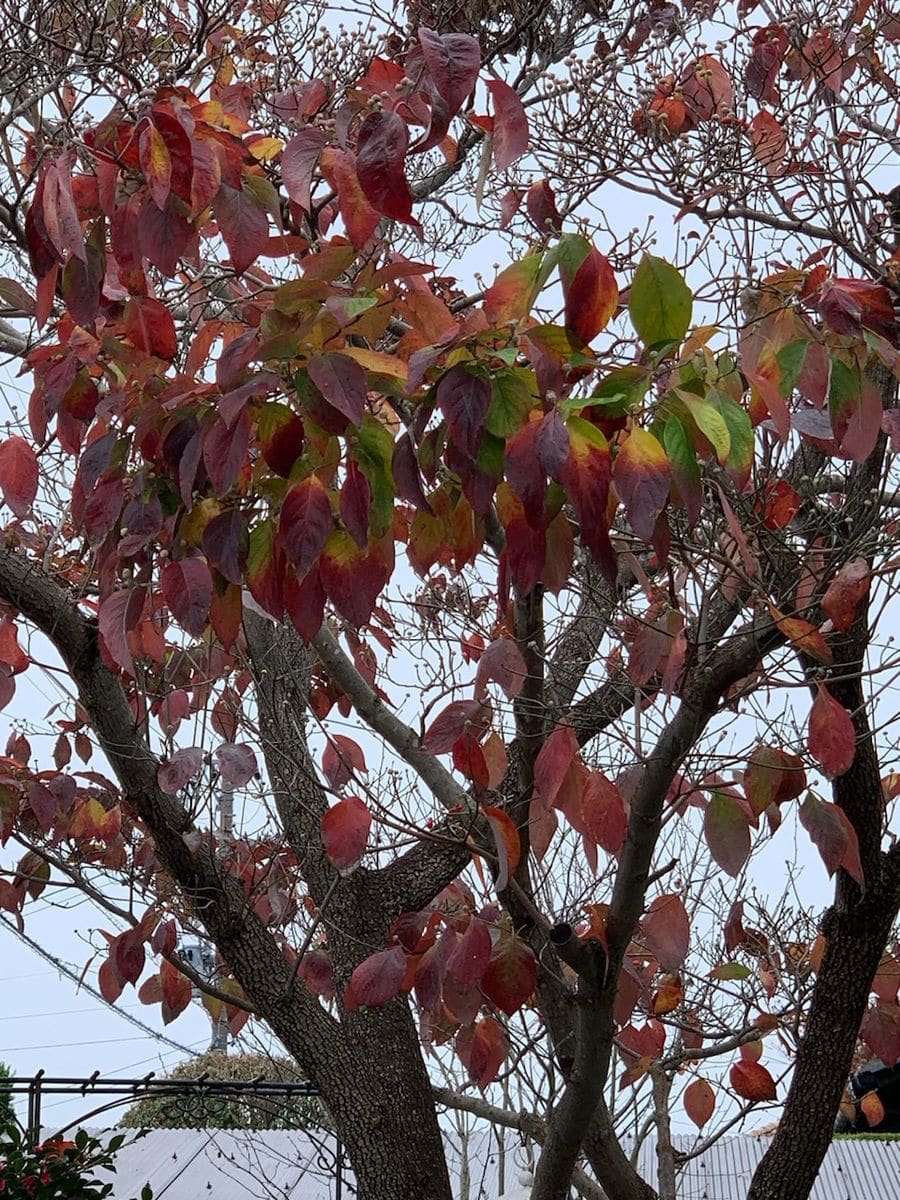 秋　我が家の紅葉