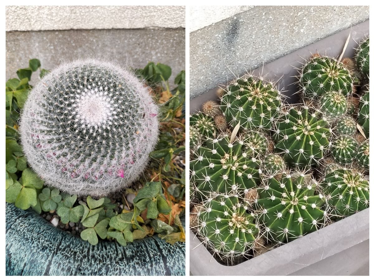 散歩道で見かけた花！