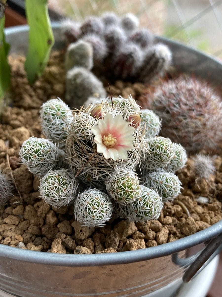 銀手毬のお花🤍✨