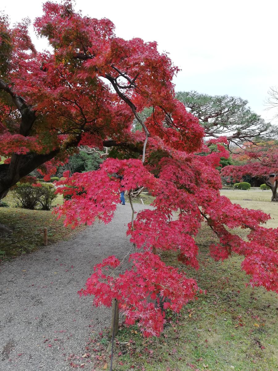 🍁浜離宮恩賜庭園を散歩🚶