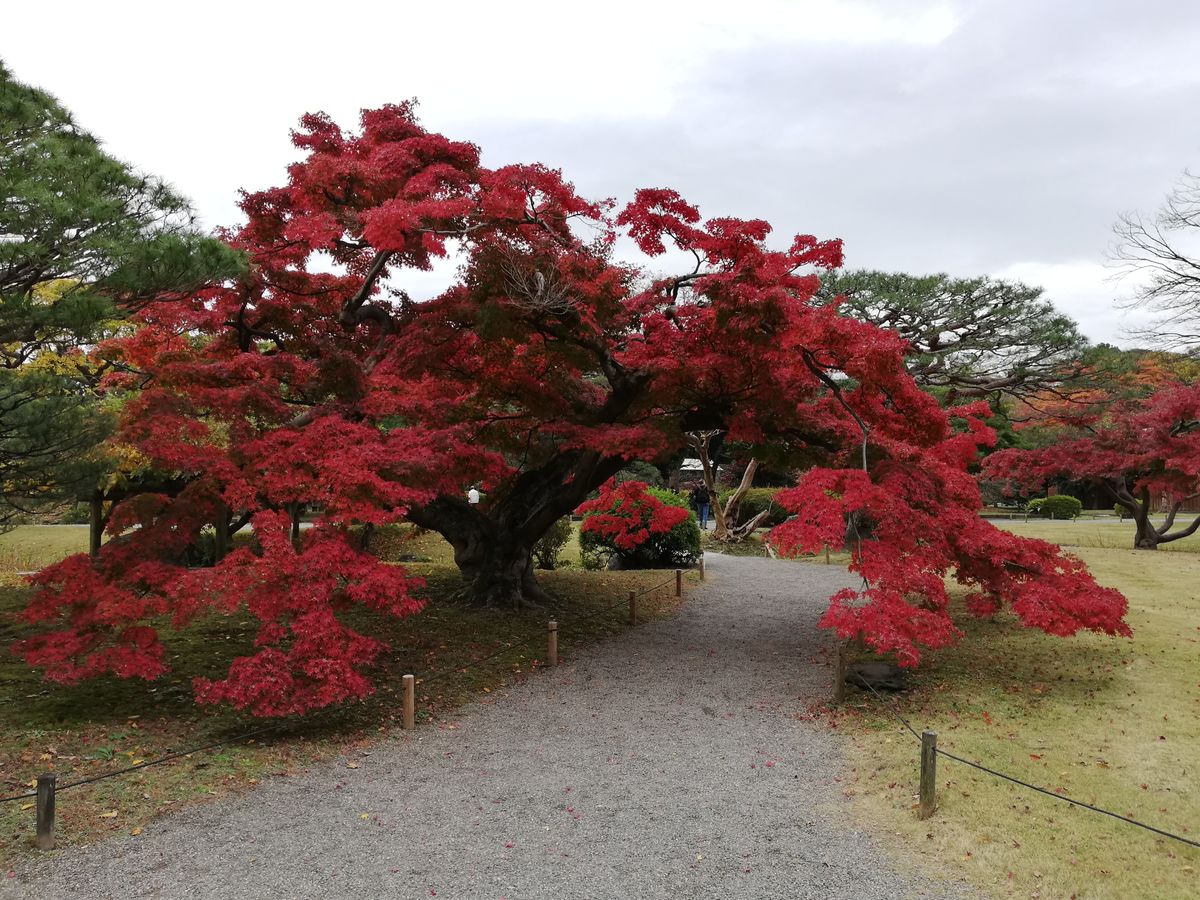 🍁浜離宮恩賜庭園を散歩🚶