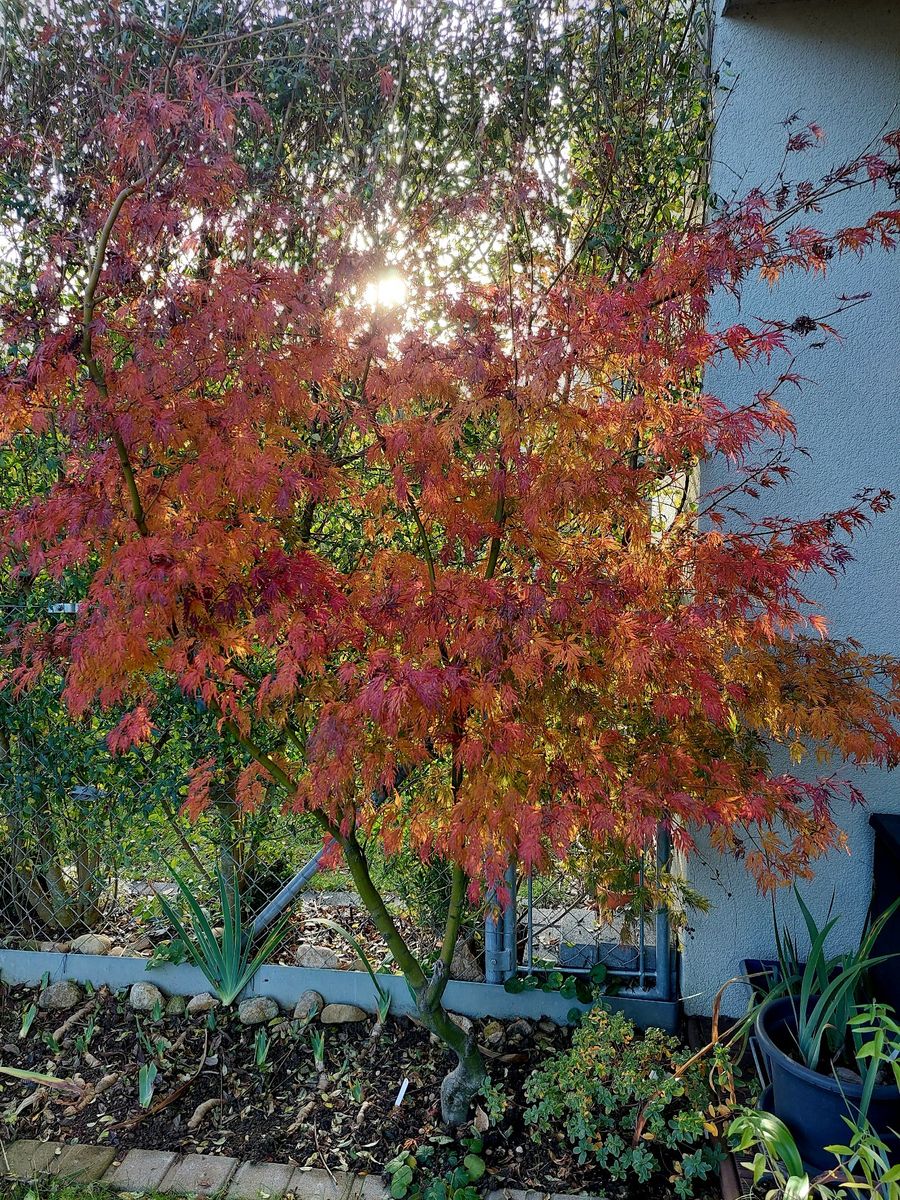 我が家の紅葉🍁、ヒソップ