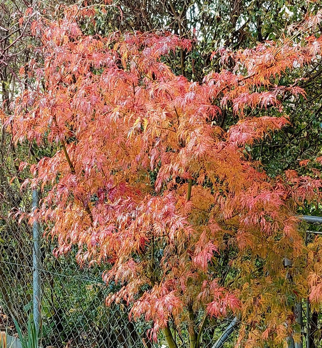 我が家の紅葉🍁、ヒソップ