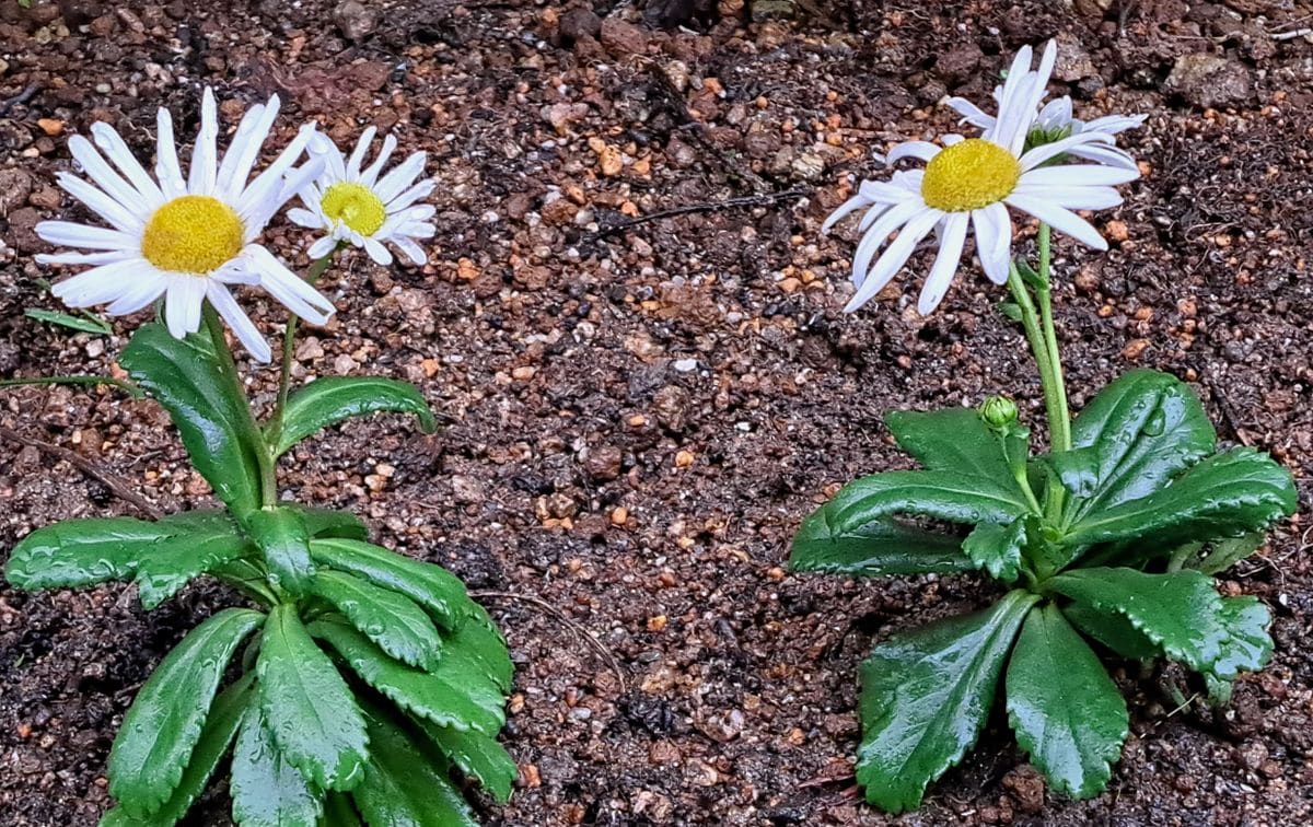 我が家の庭の花