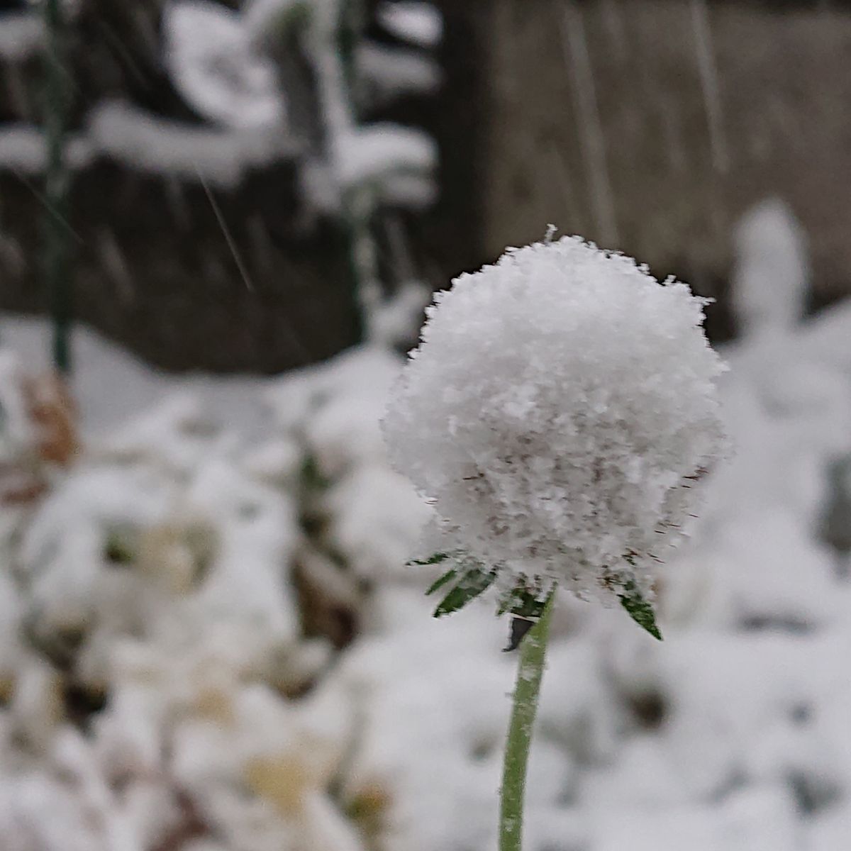 白い便り❄️