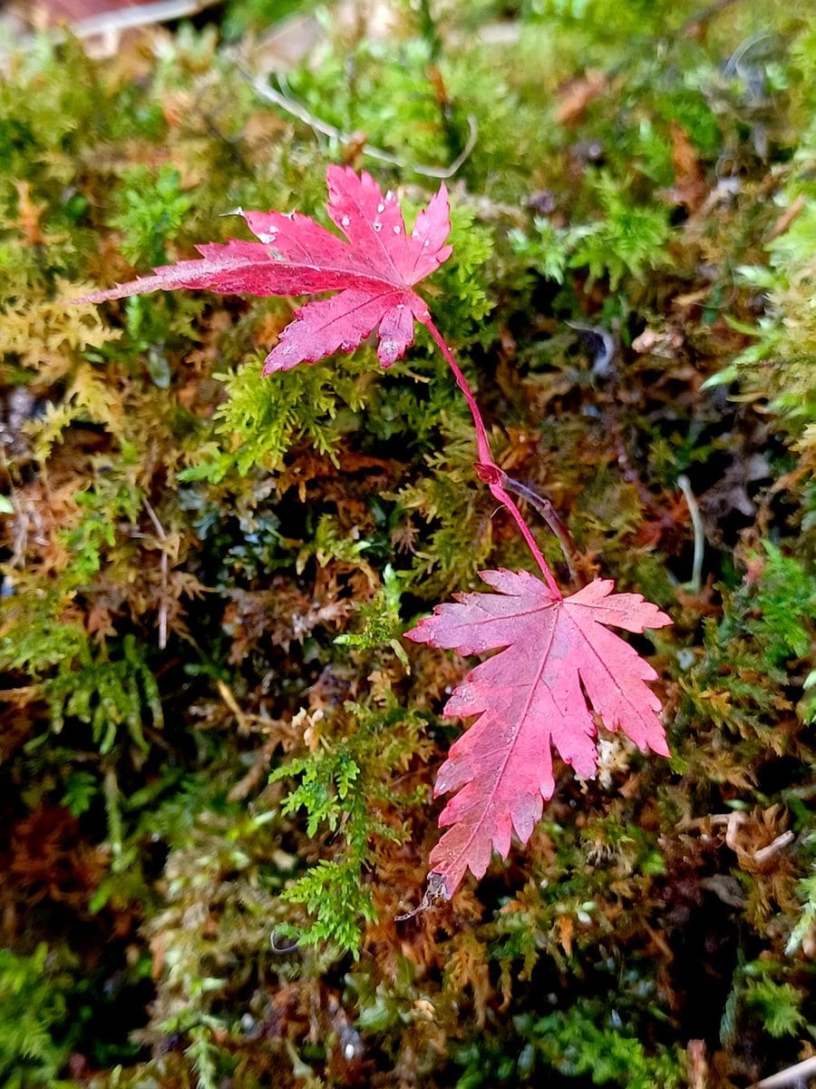 紅葉も見納めかな？😥