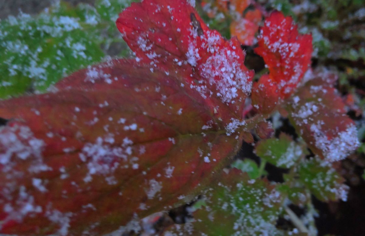 初雪の大根草の紅葉