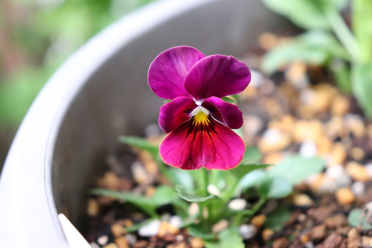 今日の開花