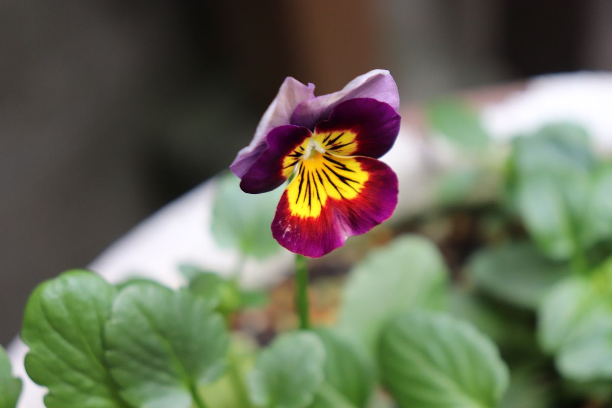 今日の開花