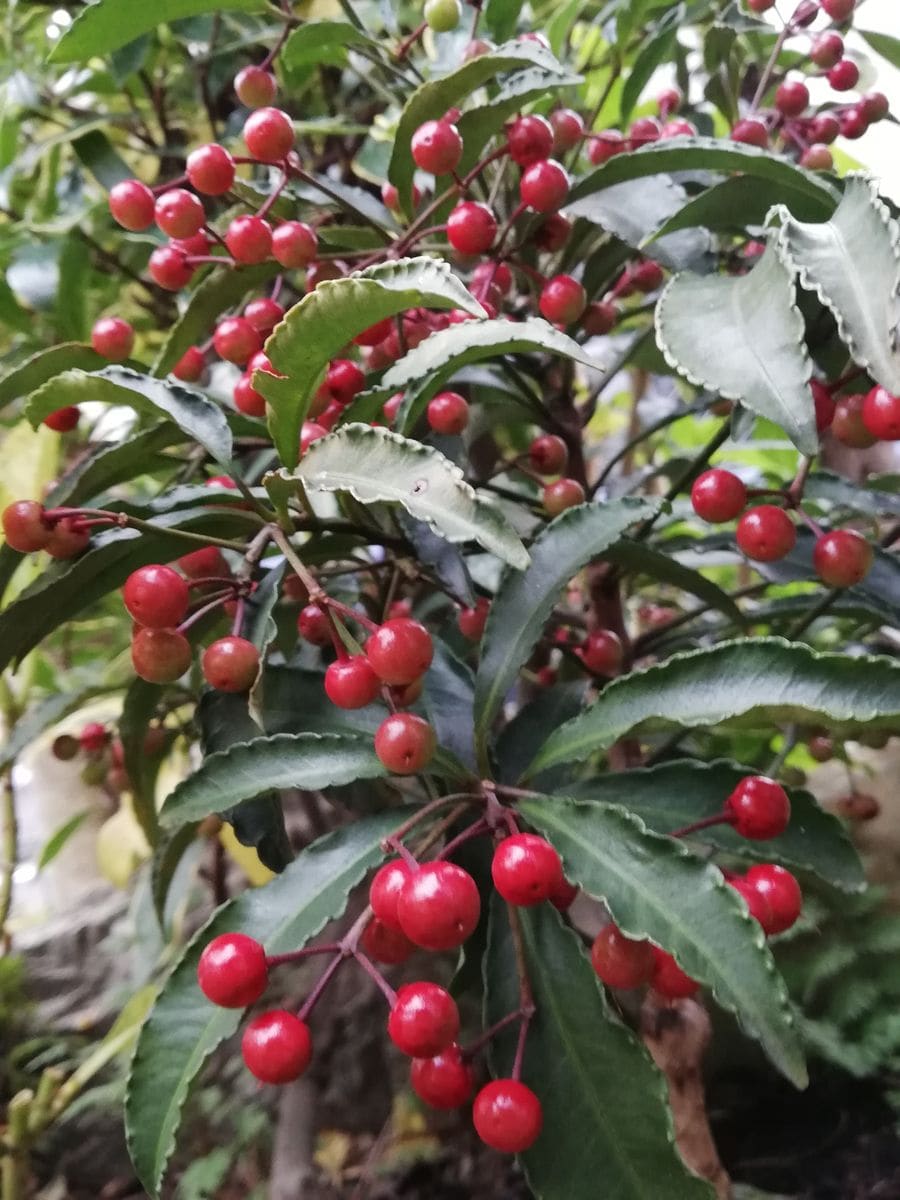 🍂寒さが増してきた師走