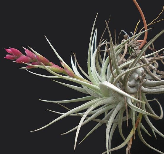 Tillandsia stricta 'Angel White'