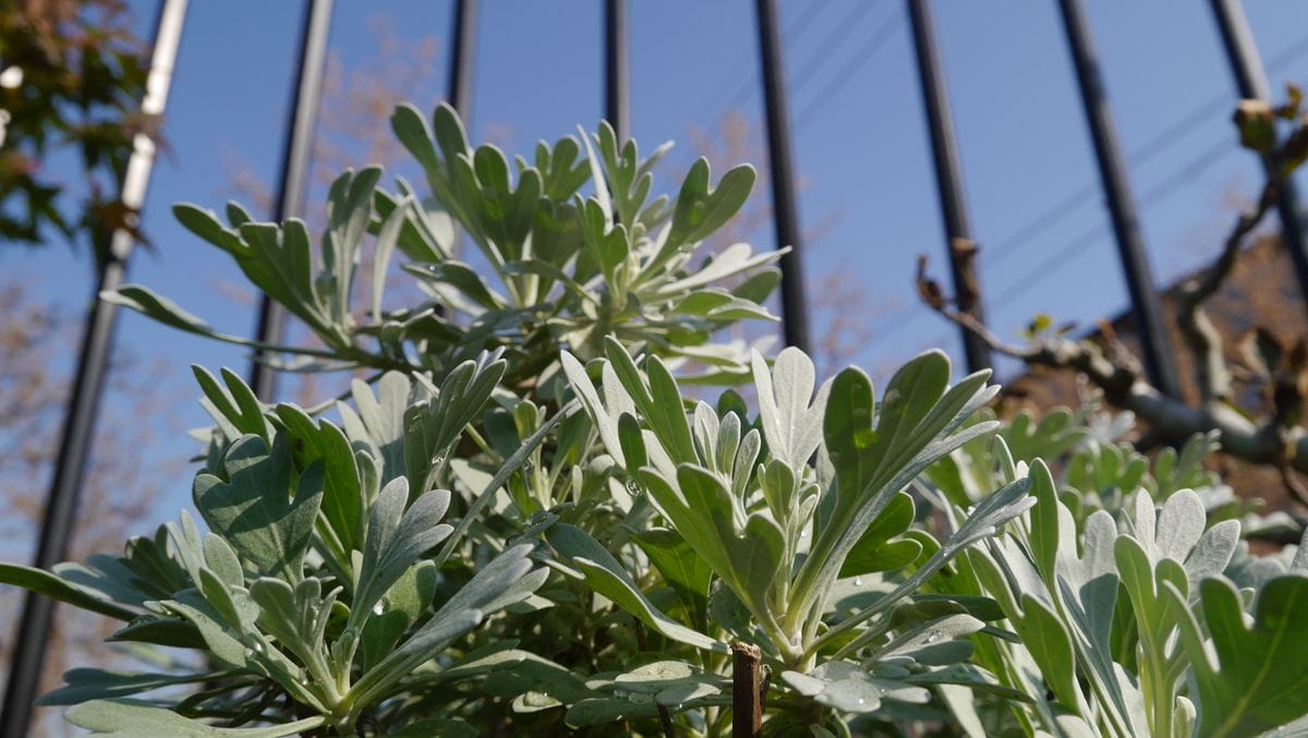 寒いのが好き～❔な植物