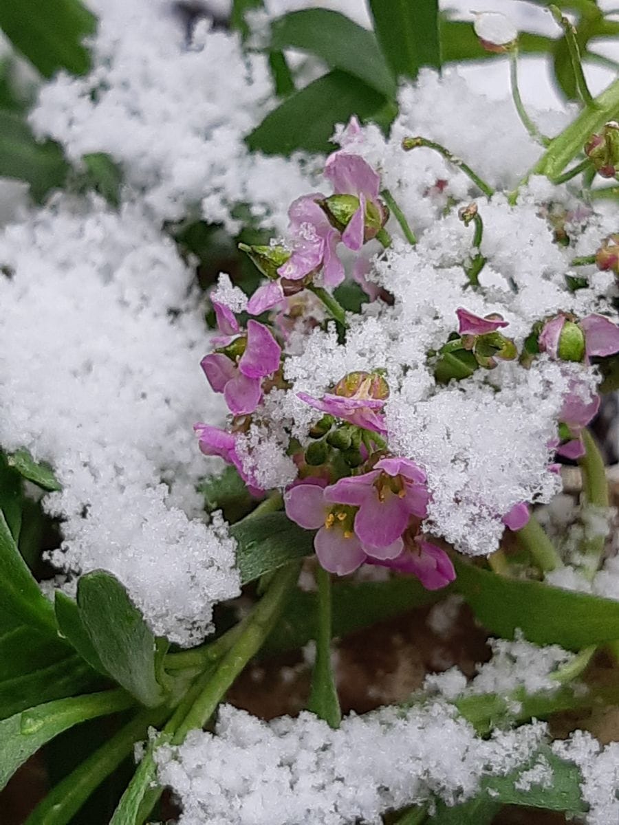 今朝は細かい雪が降ったど～～(*≧∀≦*)