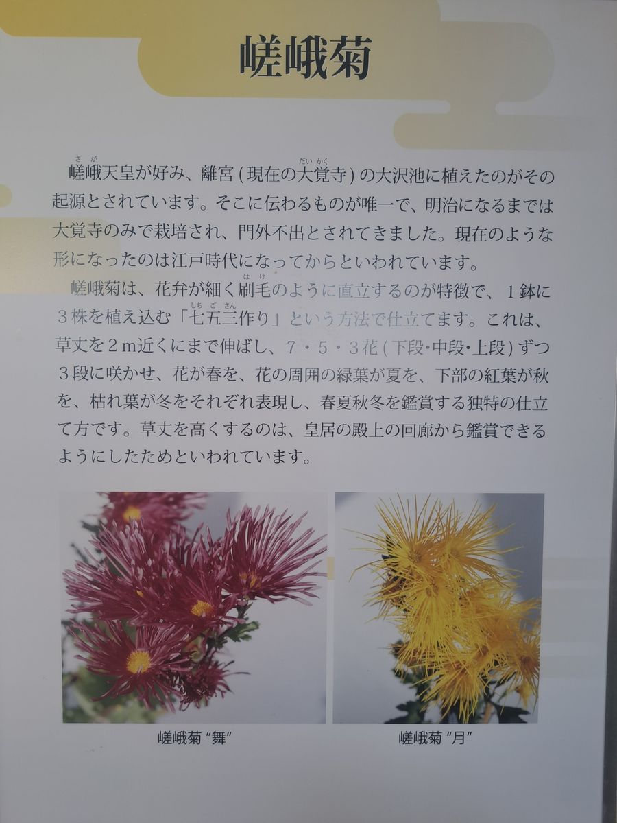 歴博の古典菊・嵯峨菊・１