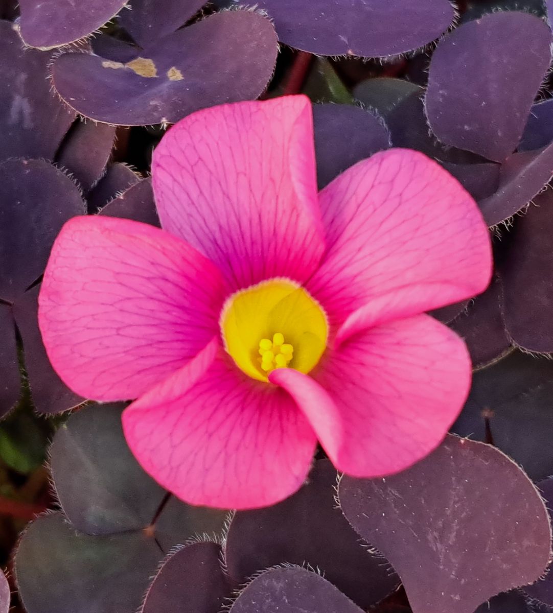 我が家の庭の花