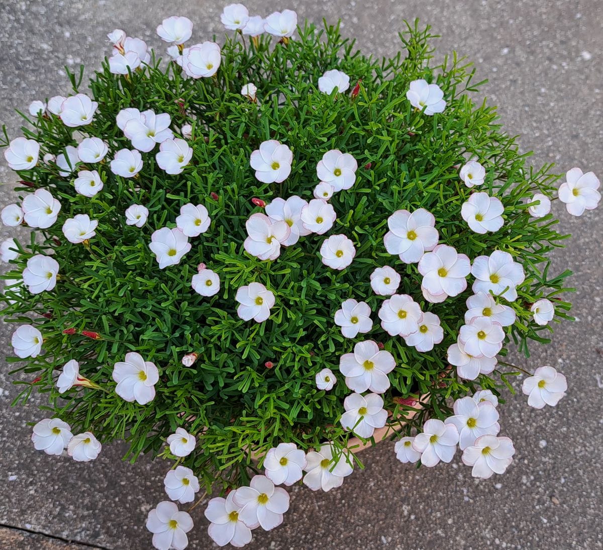 我が家の庭の花